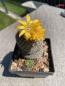 Preview: Sulcorebutia heliosa